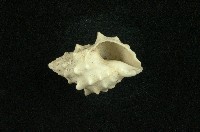 白結螺藏品圖，第3張